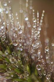 البوم صور من قطرات الندى. Ù‚Ø·Ø±Ø§Øª Ø§Ù„Ù†Ø¯Ù‰ ØµØ¨Ø§Ø­ Ø·Ø¨ÙŠØ¹Ø© Ù†Ø¬ÙŠÙ„ Ø±Ø¨ÙŠØ¹ Ù…Ø¨Ù„Ù„ Ø·Ø¨ÙŠØ¹ÙŠ ØµÙØ© Ù‚Ø·Ø±Ø§Øª Ø§Ù„Ù…Ø§Ø¡ Pikist