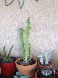 If you're living in the midst of a drought or are trying to cut down the water bill, your garden while the barrel cactus grows upwards, donkey tail (sedum morganianum) grows downwards. Pin On Cactus And Succulents