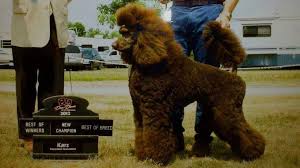 The new litters will consist of brown. Brown Standard Poodles Posts Facebook