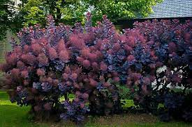 Royal Purple Smoke Tree Smoke Tree Smoke Bush Plants