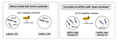 Crispr Cas9 Genome Editing Molecular Scissors A Bit Too Sharp