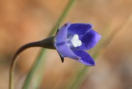 Image result for Wahlenbergia flexuosa