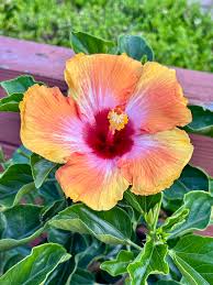 Image result for Hibiscus Red 2017 Vito