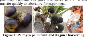Sign up for our email newsletter for discounts, harvest updates, and 10 free smoothie recipes! Pdf Spray Drying Parameters Affecting To Dried Powder From Palmyra Palm Borassus Flabellifer Juice Semantic Scholar