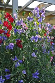 Maybe you would like to learn more about one of these? 5 Fragrant Climbers We Love Sa Garden And Home