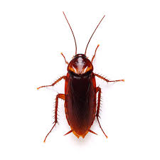 We use r&d pest control. Cockroaches