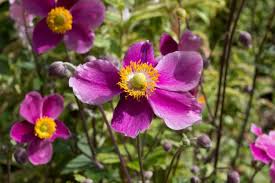 Resist the urge to trim them back until all of the foliage. How To Grow Japanese Anemones Frosts Garden Centres