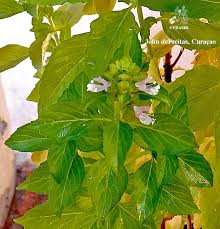 Image result for Ocimum americanum