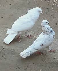 Pin By Mustafa Aljabiri On Tippler Beautiful Birds Pigeon Birds