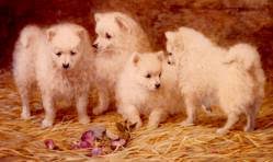 The german spitz as the name suggests itself was a spitz variety developed in germany. German Spitz Mittel And Klein Janedogs