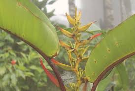 Tropical rainforests are found near the equator, and these hot and humid biomes are collectively home to over 15 million types of plants and animals: Tropical Rainforest Biome Location Temperature Precipitation Plants And Animals Conserve Energy Future