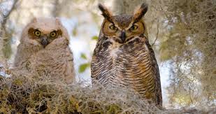 Great Horned Owl Identification All About Birds Cornell