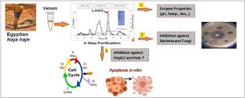 Exploration of antimicrobial and anticancer activities of L-amino acid  oxidase from Egyptian Naja haje venom