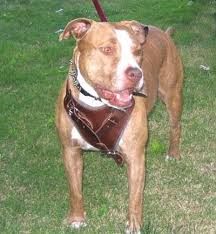 Pin By Carlene Macdonald On It S Raining Cats Dogs Pitbull Puppies Red Nose Pitbull Puppies Cute Dogs