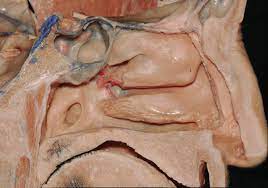 This can help your body fight inflammation and speed recovery. Sagittal View Of Left Nasal Cavity Neuroanatomy The Neurosurgical Atlas