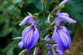 Image result for Brillantaisia madagascariensis