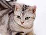 10 Short-Haired Cat Breeds PawCulture