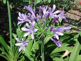 Flowers Planets Agapanthus Orientalis Blue Agapanthus Beautiful Flowers Photos Beautiful Flowers Wallpapers
