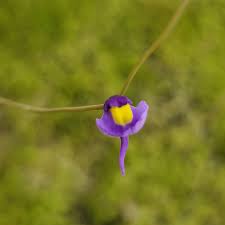 Image result for Utricularia scandens