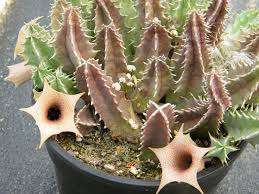 Image result for Huernia longituba