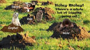 Family owned and operated, green valley pest control & lawn care has been trusted by families, communities, and businesses in southwest iowa and northwest looking for a professional, knowledgeable turfgrass and pest management team? Who S Been Digging In My Yard Corky S Pest Control Services Termite Services In San Diego Los Angeles Pest Control Riverside Pest Control