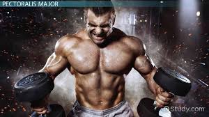 Many women endeavor to tone their shoulders, upper arms and core, but strengthening your pectoral muscles can help you accomplish a large assortment of daily movements without difficulty. Pectoralis Major Action Origin Insertion Video Lesson Transcript Study Com