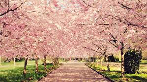 Typically, blooms are first spotted in the acme and williamsburg areas because trees in those areas are generally farther away from the water, thus. 10 Amazing Facts About Cherry Blossoms Mental Floss