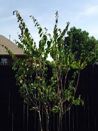 On many crepe myrtle tree varieties, the leaves turn brilliant colors in the fall. Natchez Crepe Myrtle Dying