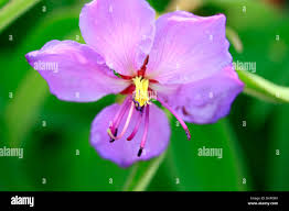 Image result for Dissotis multiflora