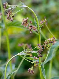 Image result for Vincetoxicum heterophyllum