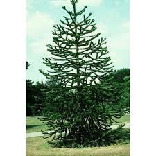 Free shipping on orders over $75. 5 Monkey Puzzle Tree Seeds Araucaria Araucana Buy Online In Luxembourg At Luxembourg Desertcart Com Productid 102850386