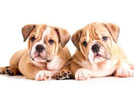 How much do english bulldog puppies cost. What To Look For When Buying An English Bulldog