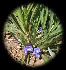 Image result for Aptosimum albomarginatum