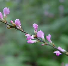 Image result for Hylodesmum