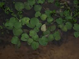 Image result for Pontederia natans