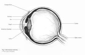 Image result for Proptosis