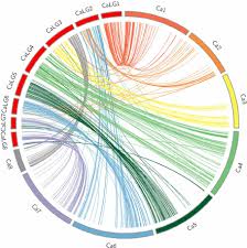 كابولى جبس زاوية مميز جداااا تخيل الاركان بدون الكابولي ليس لها مذاق ديكوري مميز هي تعطيك الشياكه في منزلك وتسرح بخيالك للعصور الفرنسيه. Comparison Of Desi And Kabuli Chickpea Genomes Using Gbs Derived Snp Download Scientific Diagram