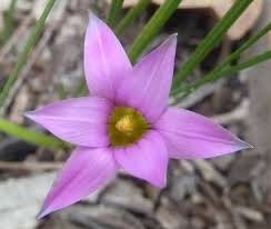 Image result for Romulea