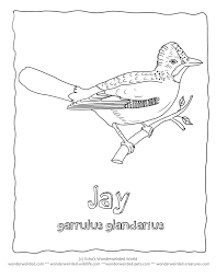 Blue jay feeding young coloring page. Bird Coloring Page Jay Echo S Bird Coloring Bird Study Coloring Home