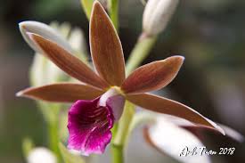 Image result for Phaius