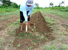 Keluasan tanah 2 ekar lebih. Dibutuhkan Lahan Sewa Sawah Atau Tegalan