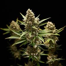 Image result for Cannabis
