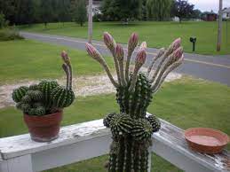 There is also one white spot on the top of the yellow one had this great flower bud looking like it might bloom soon but now it looks like i killed it. My Cactus Is Going To Bloom Again First Time It S Ever Bloomed Twice In One Season This Is The One That Gave Me 7 Blooms On 4th O Plants Cactus Plants Cactus