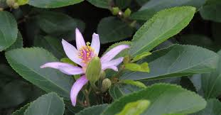 Image result for Grewia hornbyi