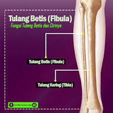 Tendangan betis juga mengincar tulang betis alias tulang fibula. Fungsi Tulang Betis Ciri Tulang Betis Manusia Serta Strukturnya