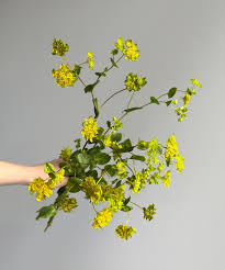 Image result for Bupleurum