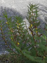 Image result for Chamaecrista