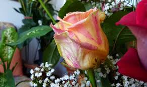 • quando piantare le rose, dove piantare le rose • consigli per piantare le rose • distanza di piantagione delle rose • piantare una rosa in vaso. Rose Rosaceae Come Curare Coltivare E Far Fiorire Le Piante Di Rosa