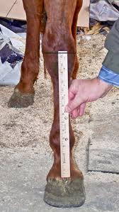 Predict A Horses Adult Height By Its Measurements As A Foal