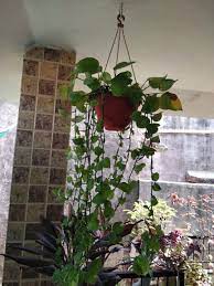 Hanging Moneyplant Plants Hanging Plants Planters